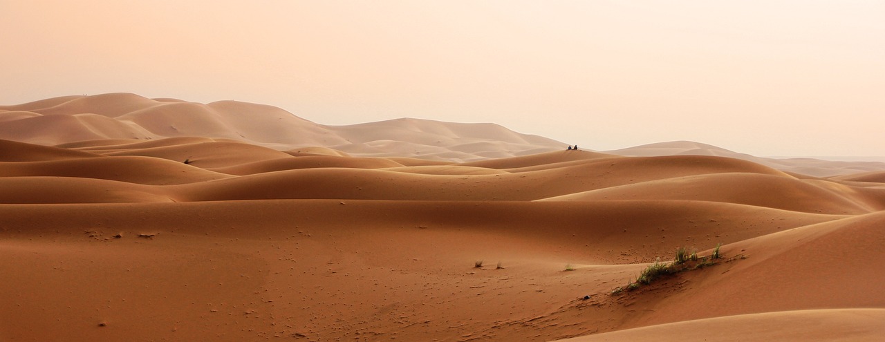 Exploring the Unique Desert Flora of the Southwest